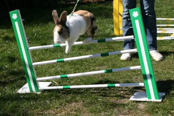 Kanin Flora Gyldenris billede 8