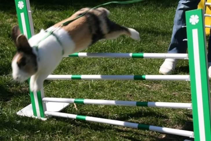 Kanin Flora Gyldenris billede 10