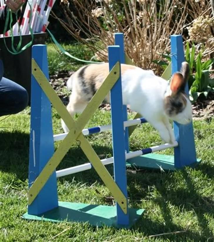 Kanin Flora Gyldenris billede 11