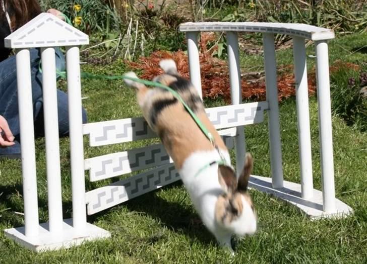 Kanin Flora Gyldenris billede 12