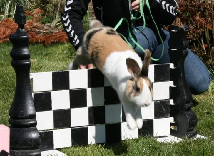 Kanin Flora Gyldenris billede 13