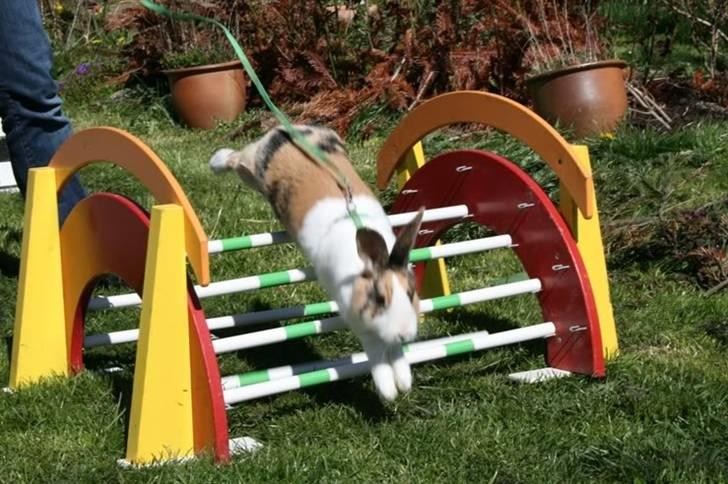 Kanin Flora Gyldenris billede 14