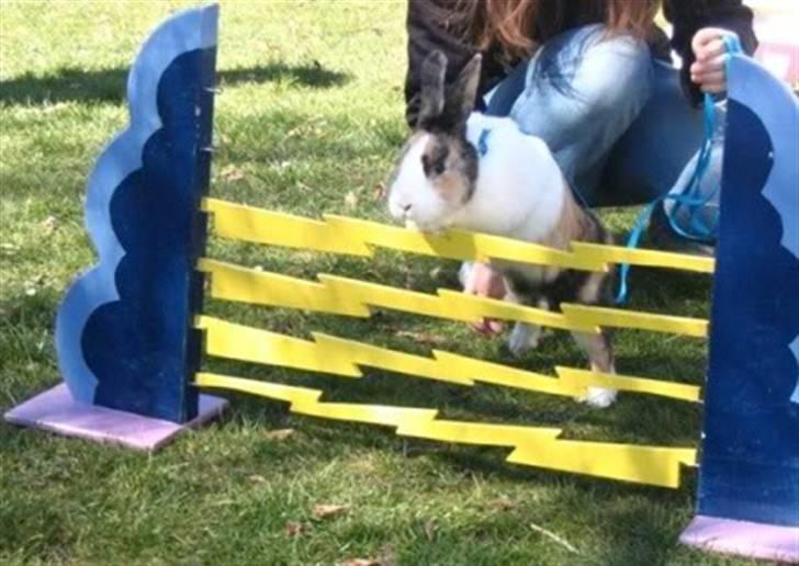 Kanin Flora Gyldenris billede 15