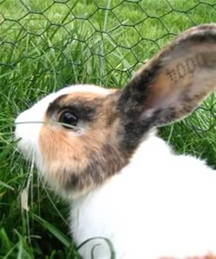 Kanin Flora Gyldenris billede 16