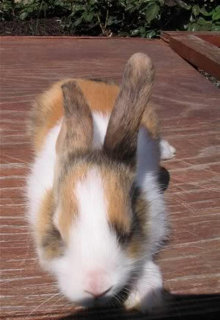 Kanin Flora Gyldenris billede 17