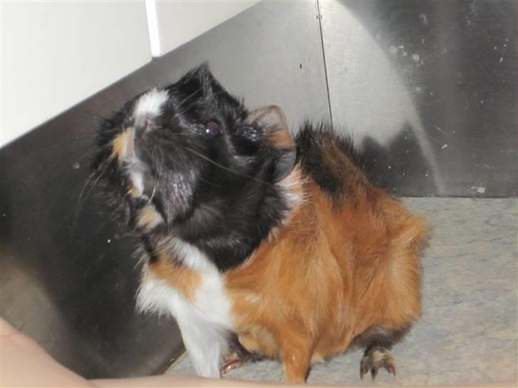 Marsvin Felix  - elsker det billed men ved ikke hvorfor? :D   Lad ham komme ind. Der kommer flere forskellige billeder senere. :) billede 1