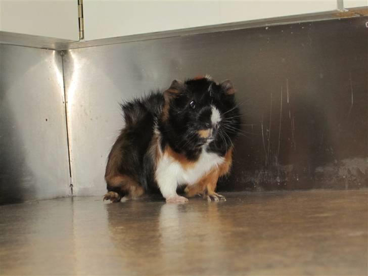 Marsvin Felix  billede 2