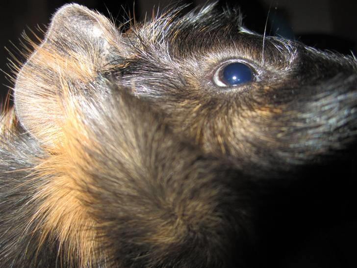 Marsvin Felix  billede 3