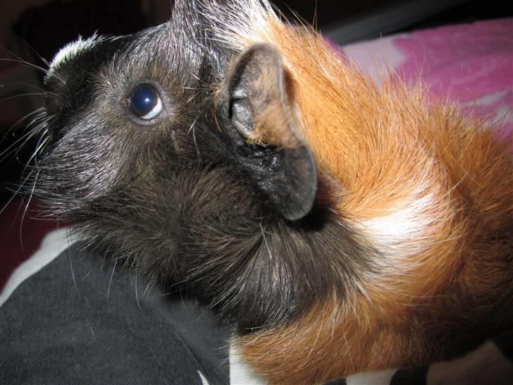 Marsvin Felix  - blåøjet eller lyset? :D billede 4