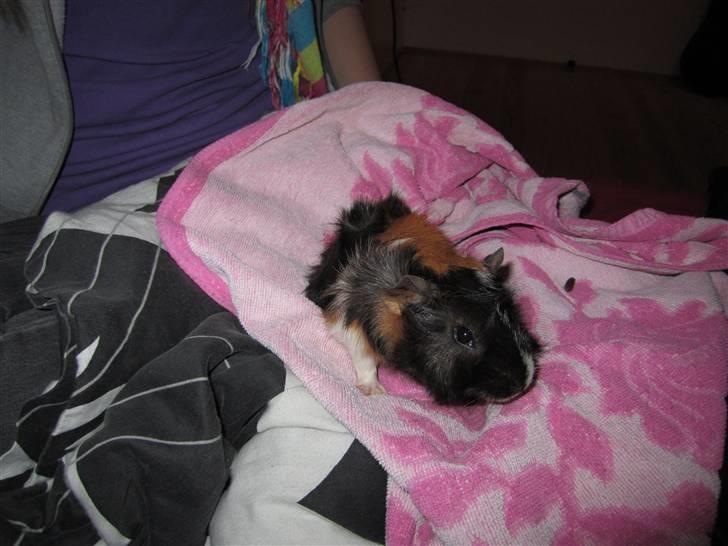 Marsvin Felix  billede 5