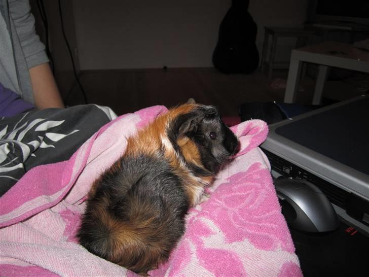 Marsvin Felix  billede 6