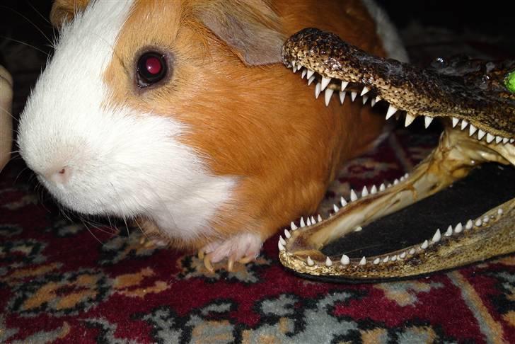 Marsvin Tingo billede 15