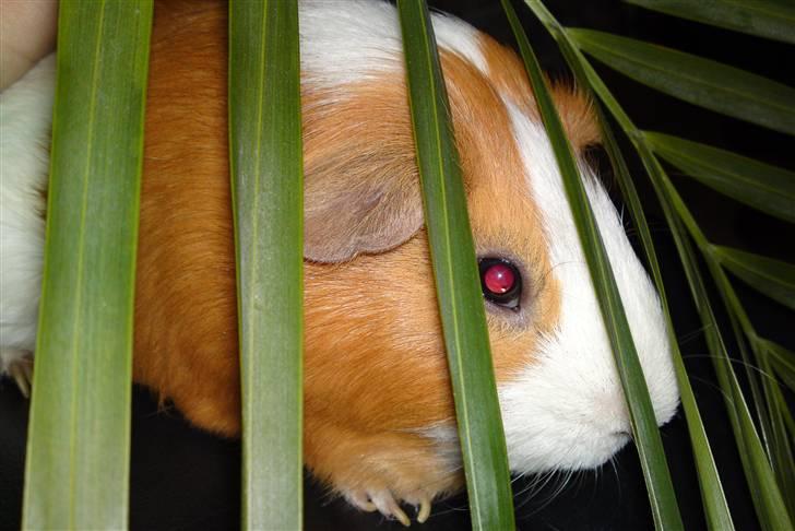 Marsvin Tingo billede 16