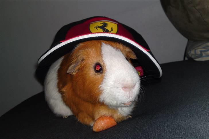 Marsvin Tingo billede 17