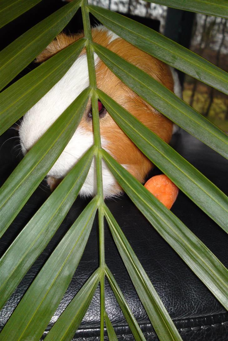 Marsvin Tingo billede 18