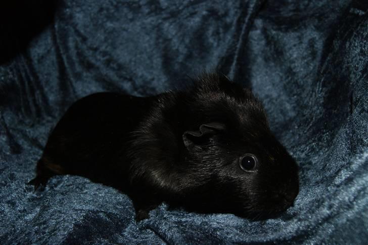 Marsvin Easy billede 2