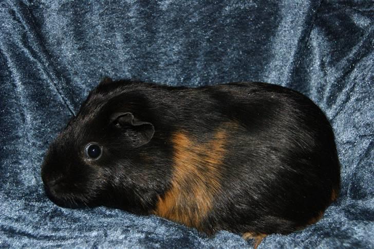 Marsvin Easy billede 3