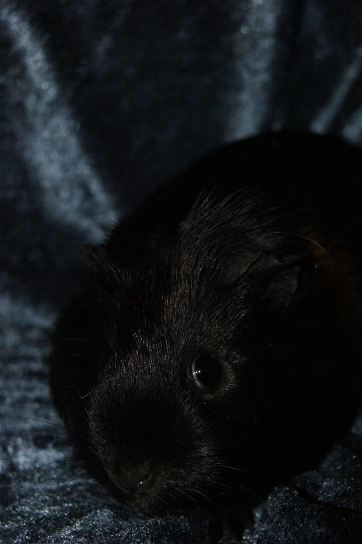 Marsvin Easy billede 4