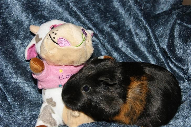 Marsvin Easy billede 5