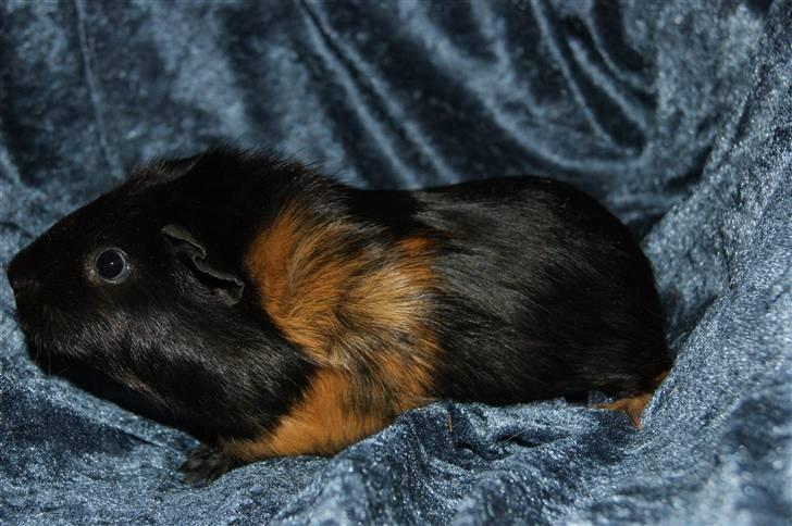 Marsvin Easy billede 6