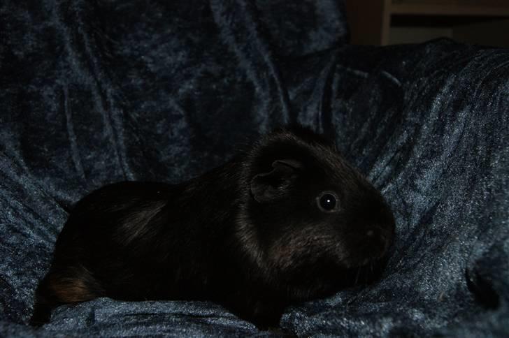 Marsvin Easy billede 7