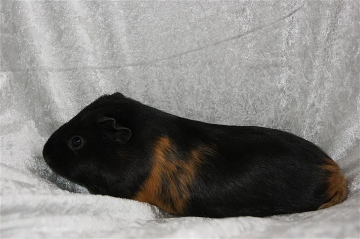 Marsvin Easy billede 8