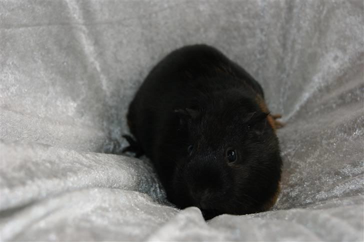 Marsvin Easy billede 9