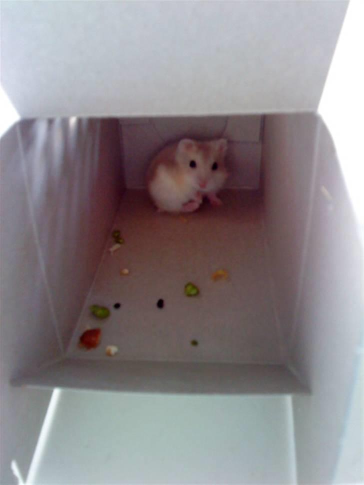 Dværghamster Junior - da jeg lige var kommet hjem til Anne. jeg ville ikke ud af kassen xD billede 3