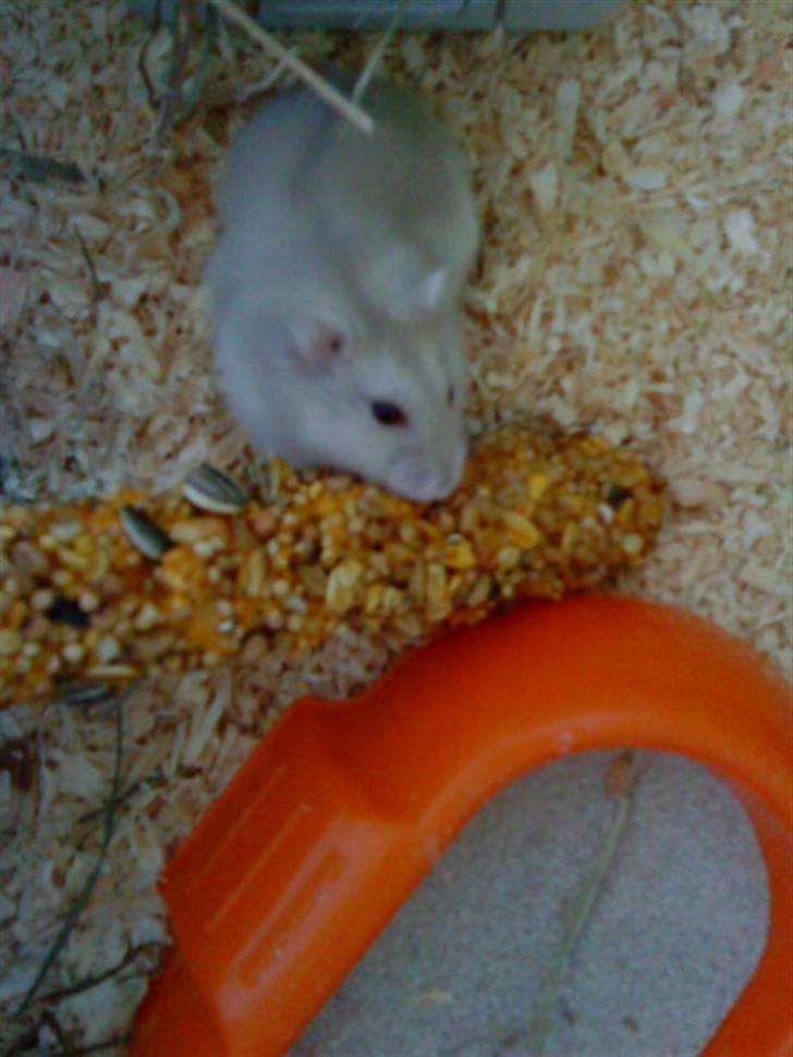Dværghamster Junior - mad! billede 4