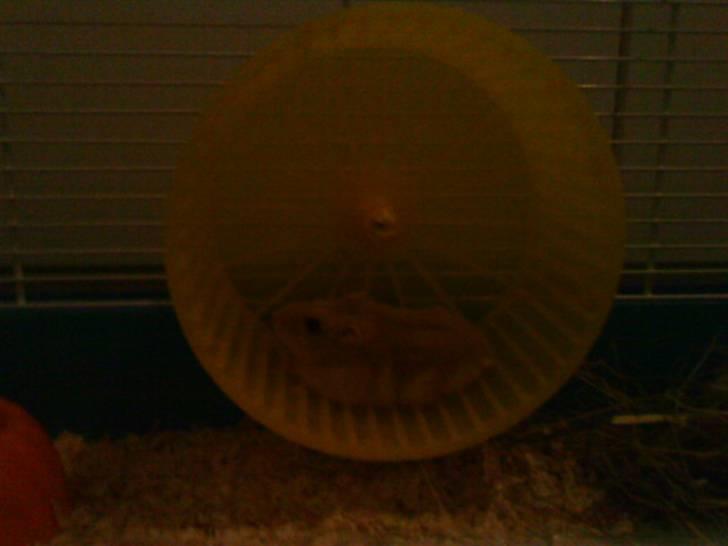 Dværghamster Junior - jeg holder min gode form xD billede 5