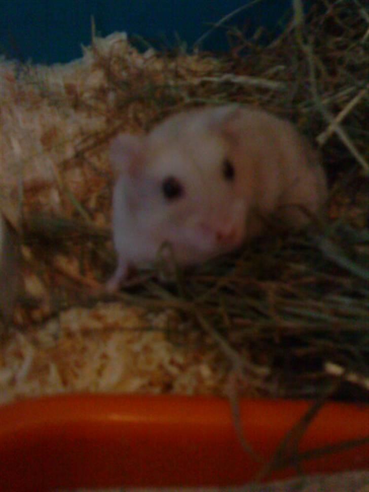 Dværghamster Junior - i am the KING !! billede 6