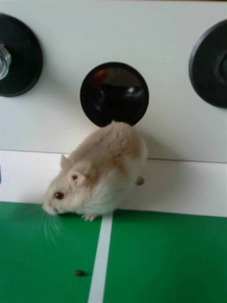 Dværghamster Junior - mig på Anne´s fodbold bord billede 7