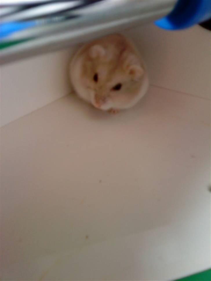 Dværghamster Junior - jeg gemmer mig!  jeg vil ikke ind i buret igen!  xD billede 8