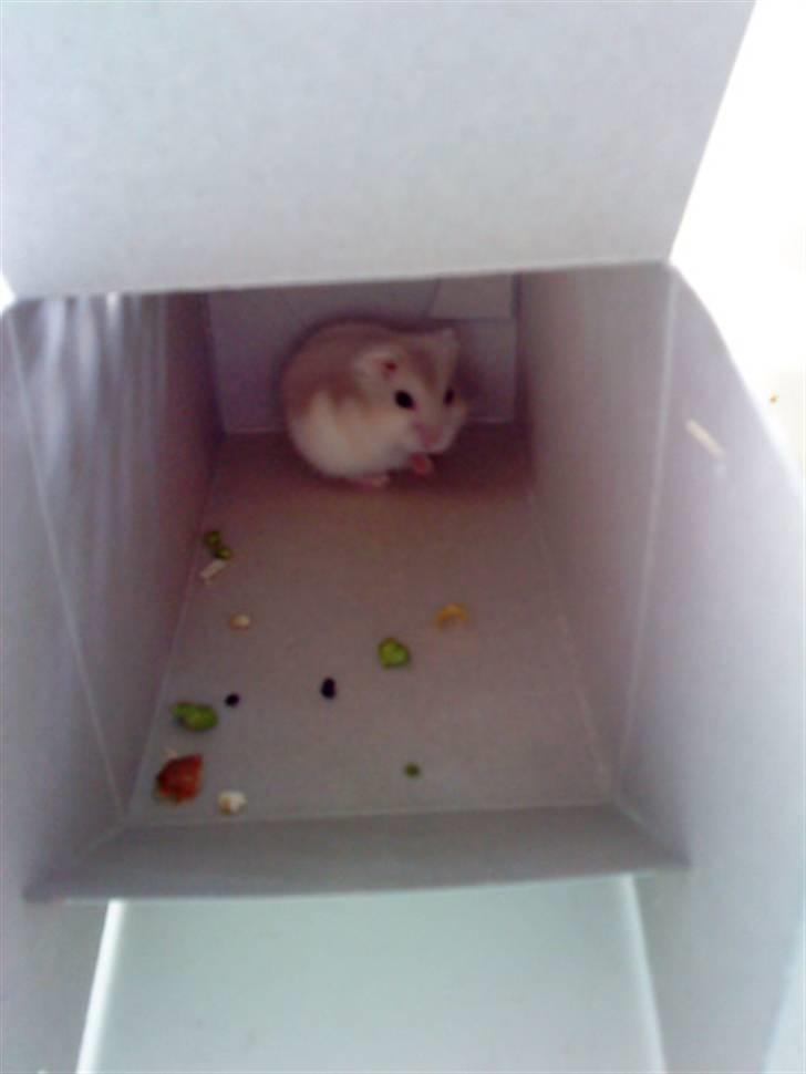 Dværghamster Junior - da jeg lige var kommet hjem til Anne. jeg ville ikke ud af kassen xD billede 9
