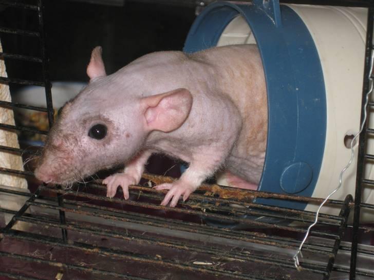 Tamrotte Erling billede 11