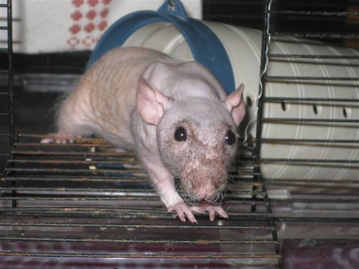 Tamrotte Erling billede 12