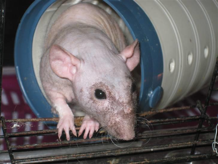 Tamrotte Erling billede 13