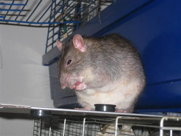 Tamrotte Mr. Jingle Junior billede 16