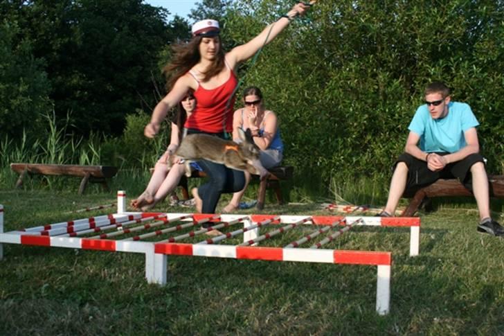 Kanin SCh. Neottia Nidus-avis - Landsskuet 2010 billede 1