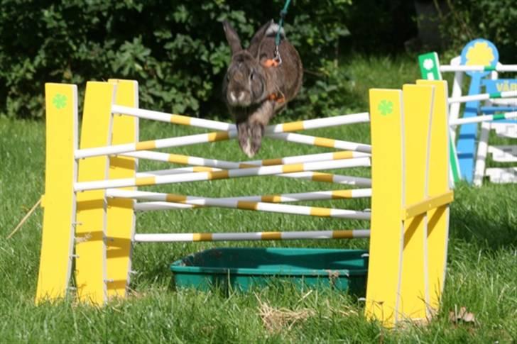 Kanin SCh. Neottia Nidus-avis billede 2