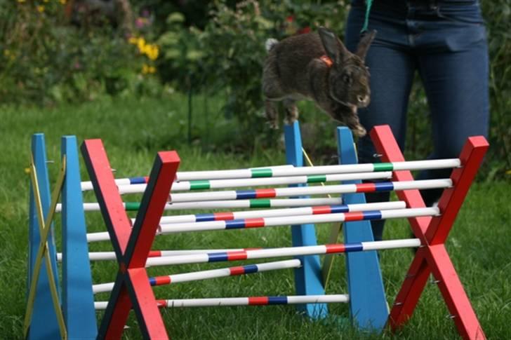 Kanin SCh. Neottia Nidus-avis billede 3