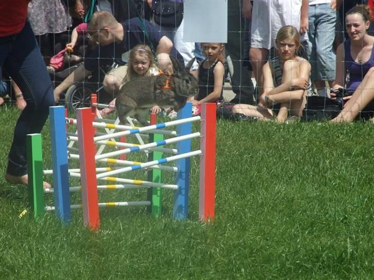 Kanin SCh. Neottia Nidus-avis - Roskilde Dyrskue 2010 billede 4