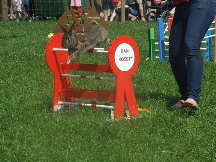 Kanin SCh. Neottia Nidus-avis - Roskilde Dyrskue 2010 billede 5