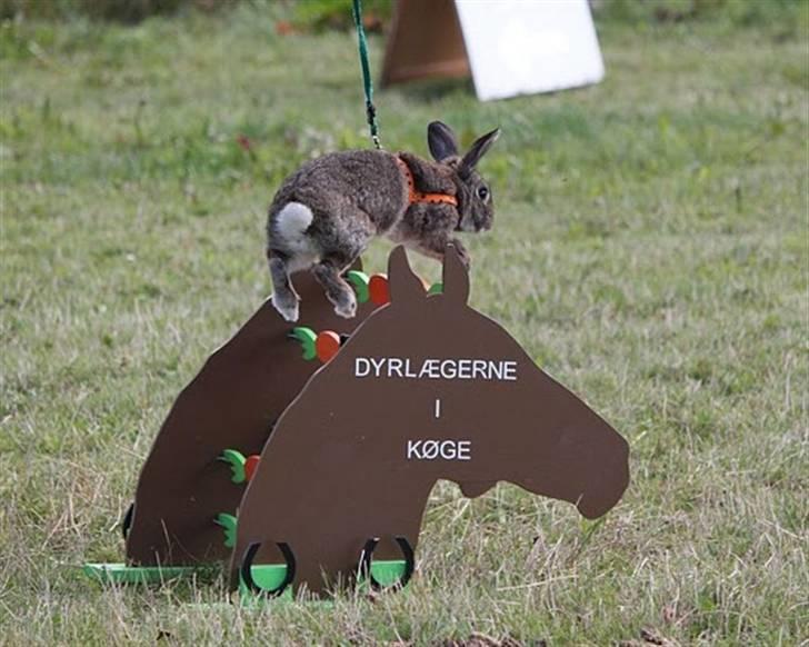 Kanin SCh. Neottia Nidus-avis billede 6