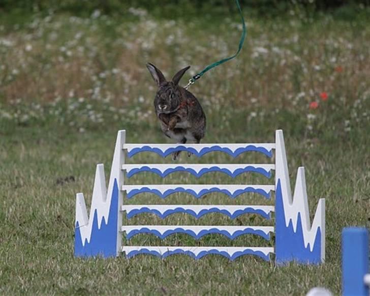 Kanin SCh. Neottia Nidus-avis - August 2009 billede 7