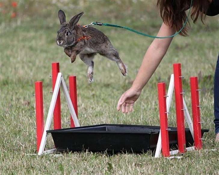 Kanin SCh. Neottia Nidus-avis - August 2009 billede 8