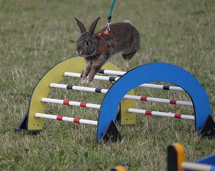 Kanin SCh. Neottia Nidus-avis - August 2009 billede 9