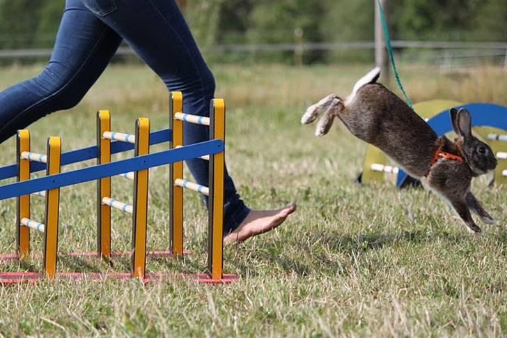 Kanin SCh. Neottia Nidus-avis - August 2009 billede 10