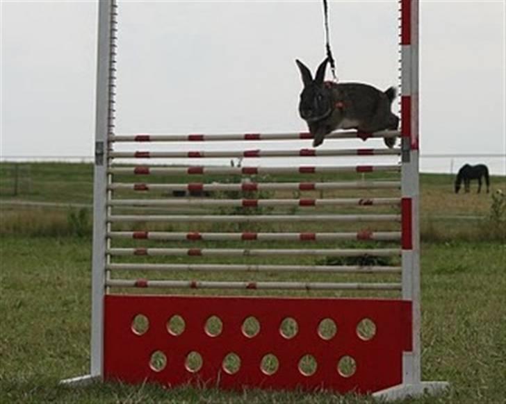 Kanin SCh. Neottia Nidus-avis - August 2009 billede 11