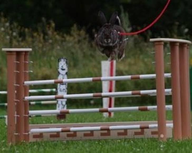 Kanin SCh. Neottia Nidus-avis - Fotograf: Pernille Leed
Bornholm 2009 billede 12